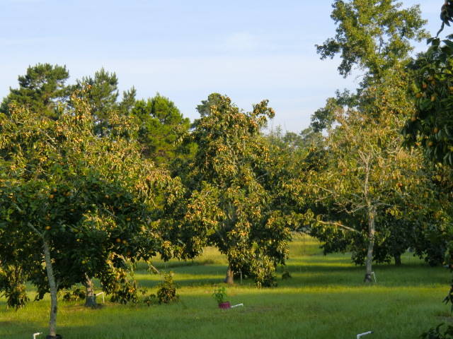 Pomona Fruit Farm