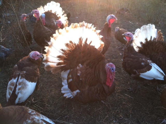 Poplar Creek Pastured Poultry