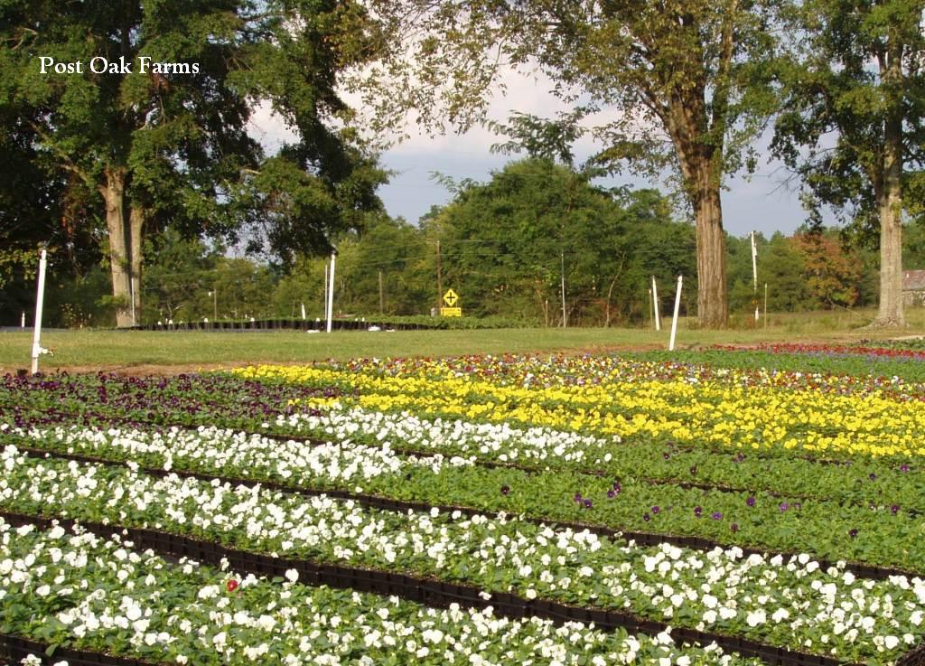 Post Oak Farms