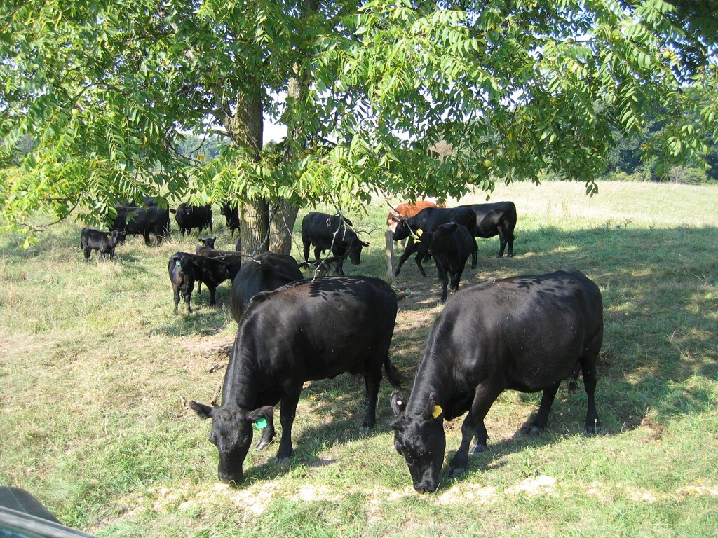 Premium Quality Beef