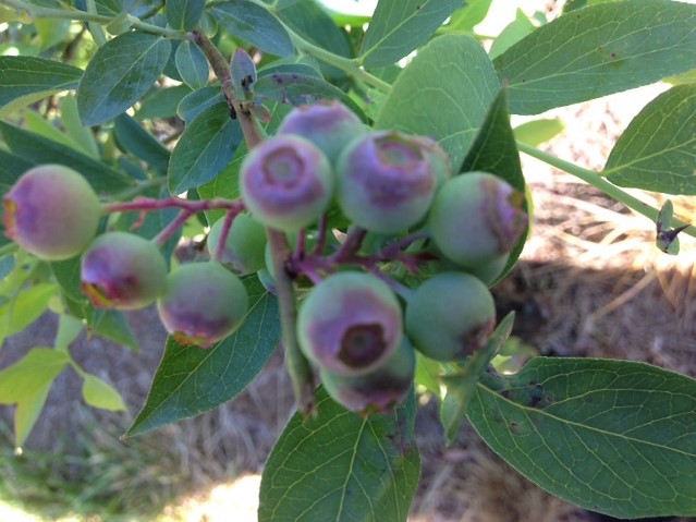 Prevette Family Farm