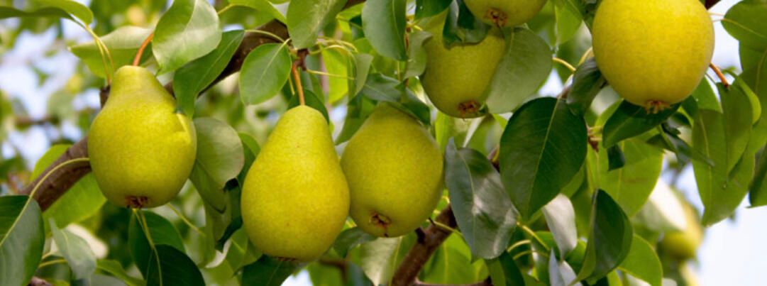 Prey's Fruit Barn