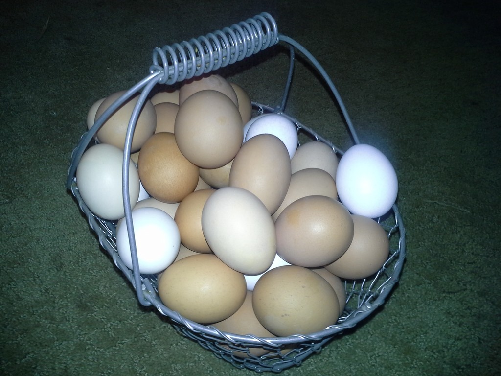 Providence Creek Farm