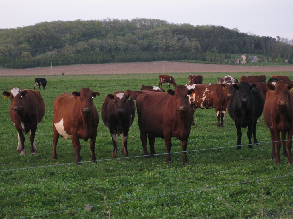 Pure.Sun Family Farm