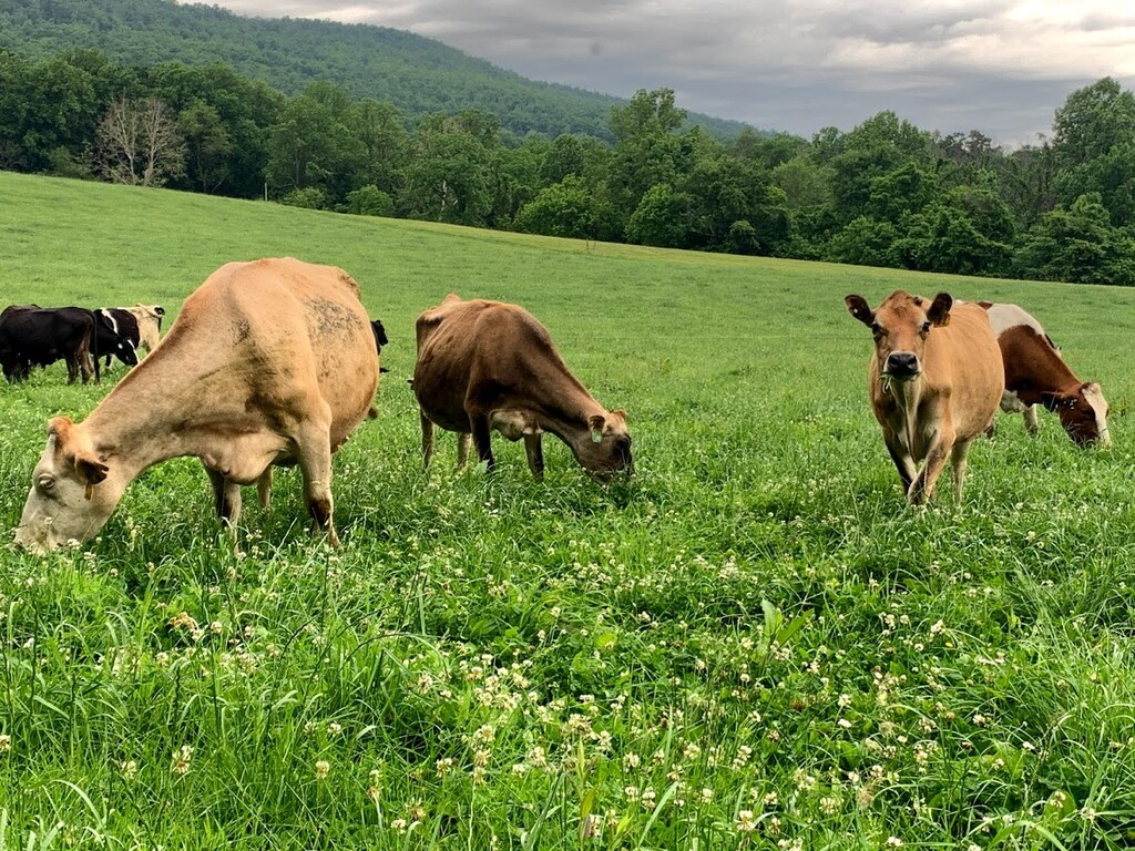 Purifying Pastures