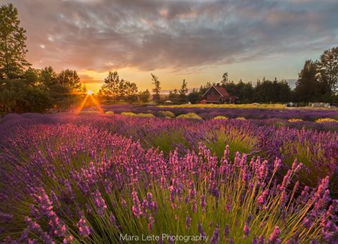 Purple Haze Lavender, Ltd.