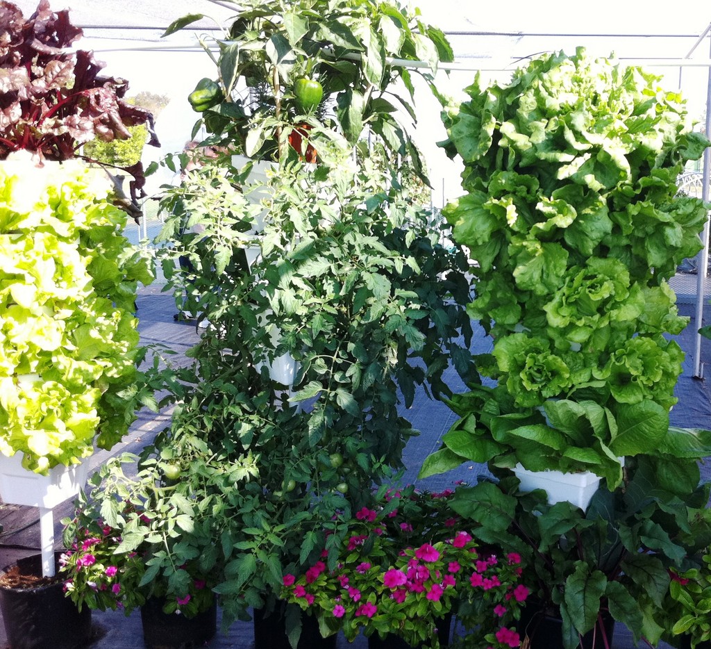 Purple Pepper Farms