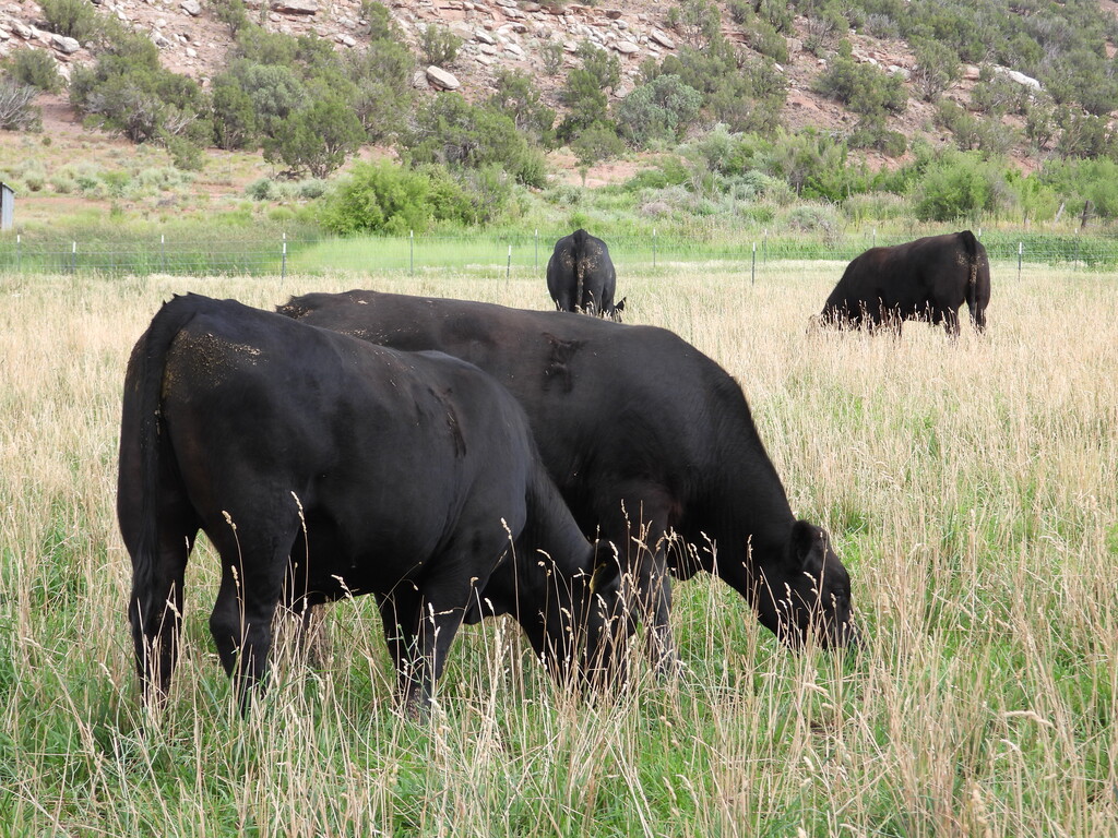 Quarter Circle H Angus LLC, (aka) AZ All Natural Beef