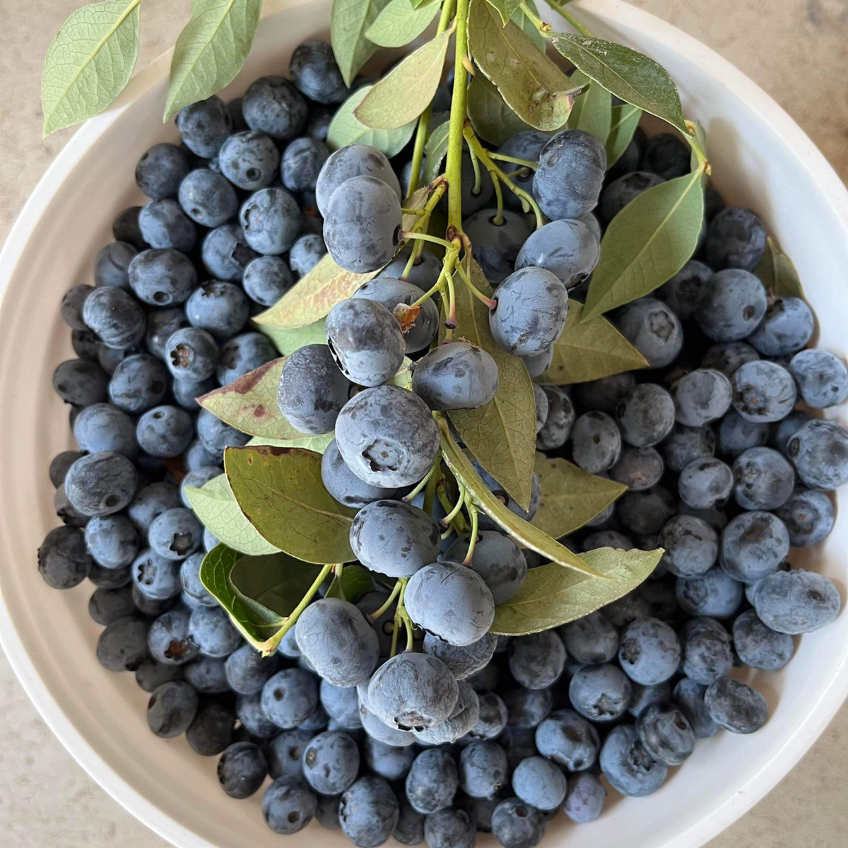 RADKE’s Blueberries