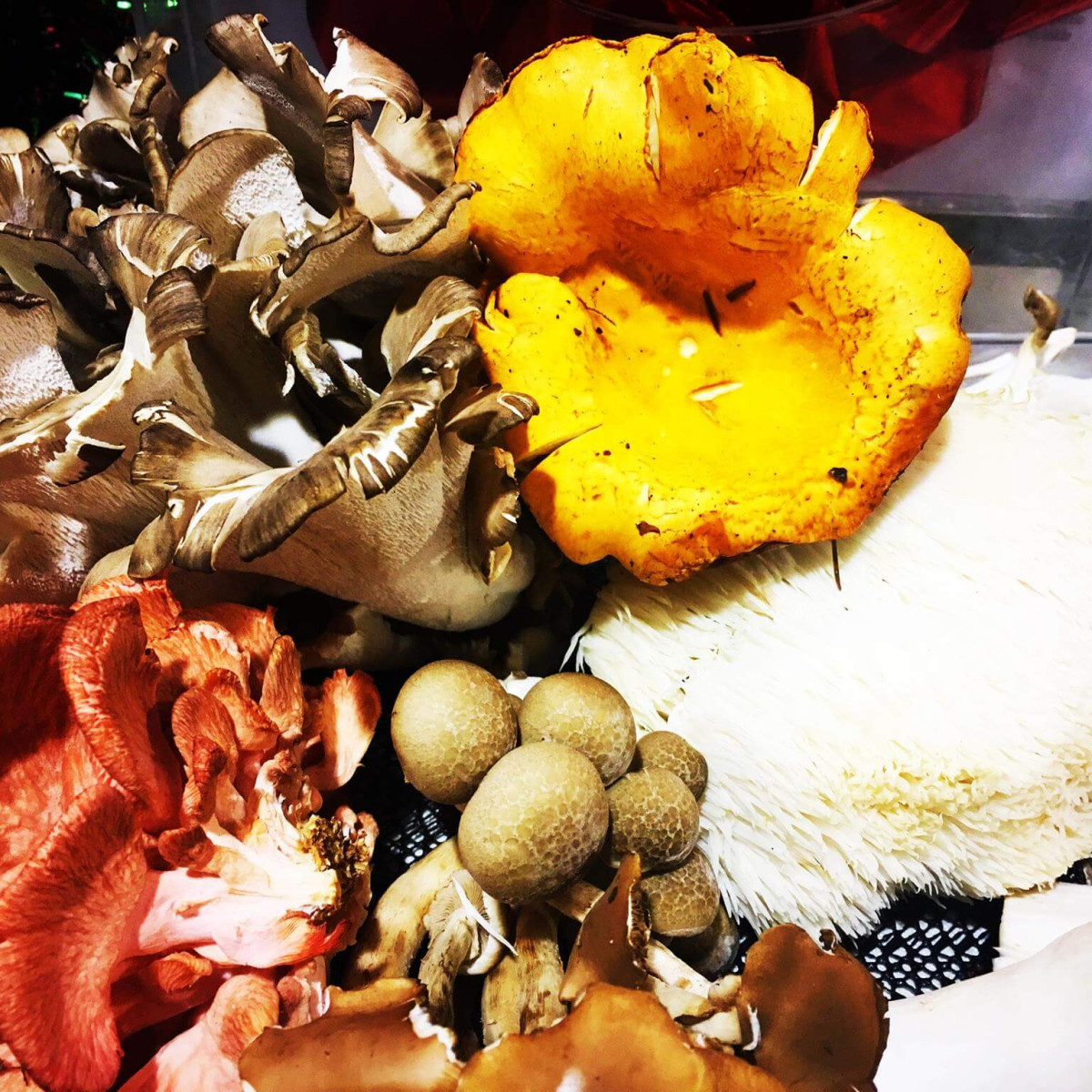 Rain Forest Mushroom Co.
