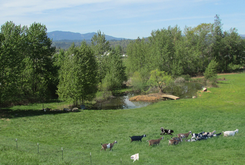 Rainbow Valley Dairy Goats
