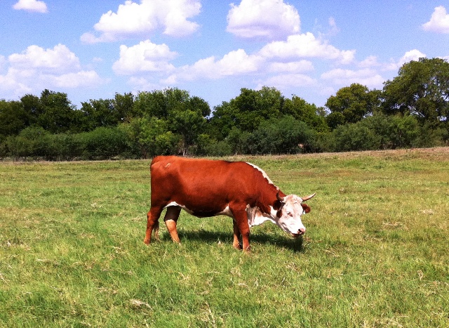 Rancho Ojo de Agua