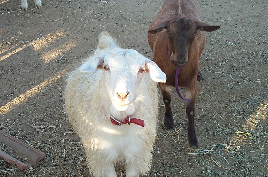 Rancho Papagallo Farms