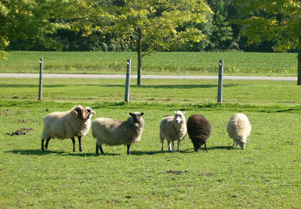 Red Barn Farm