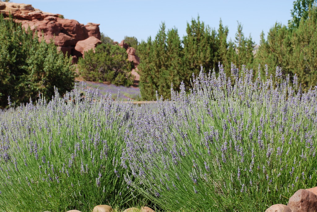 Red Rock Ranch & Farms - Lavender
