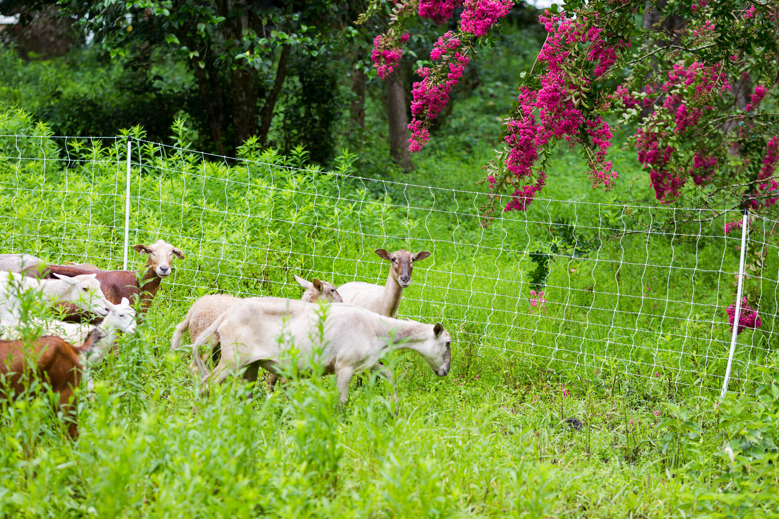 Red-Tailed Farm