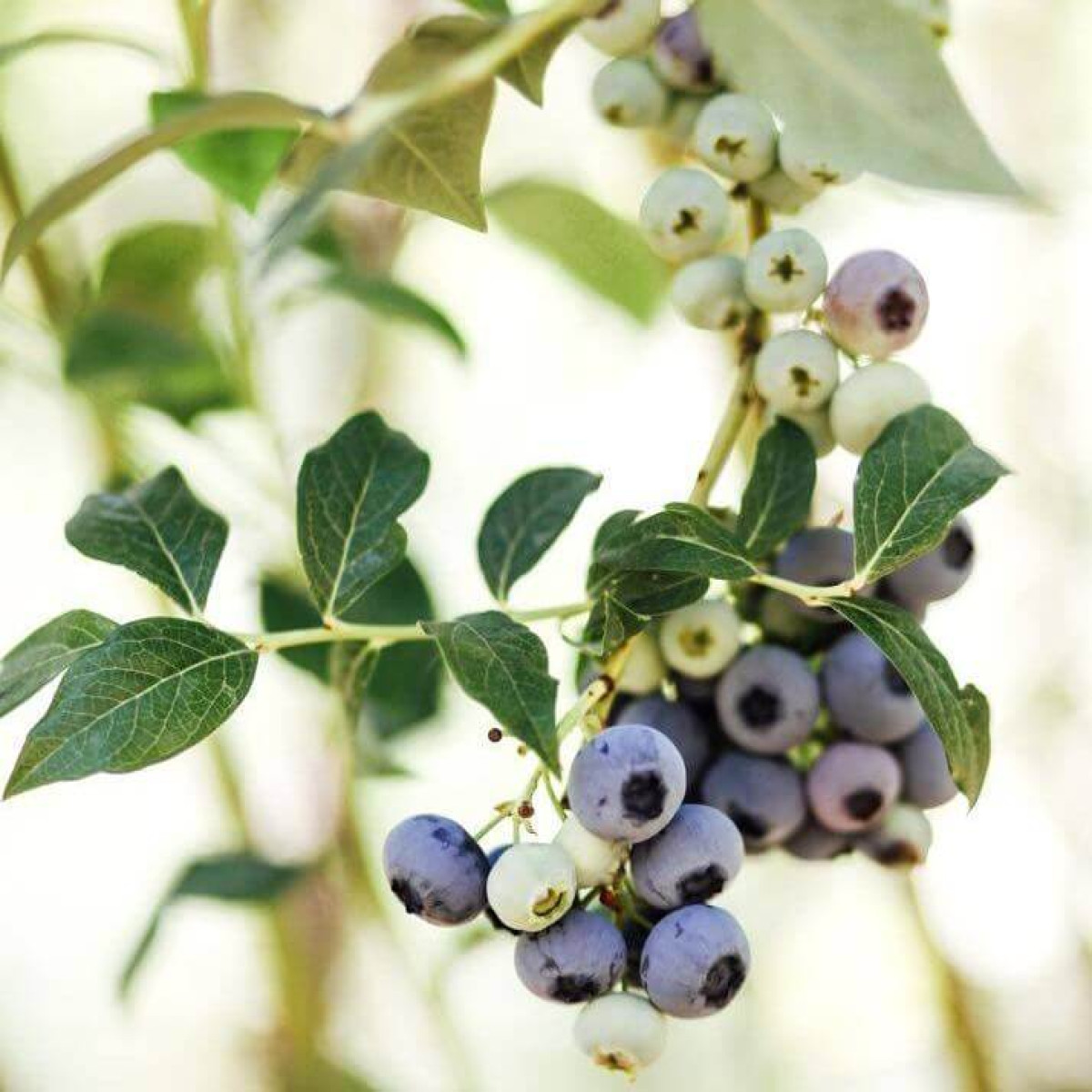 Redland Blueberries