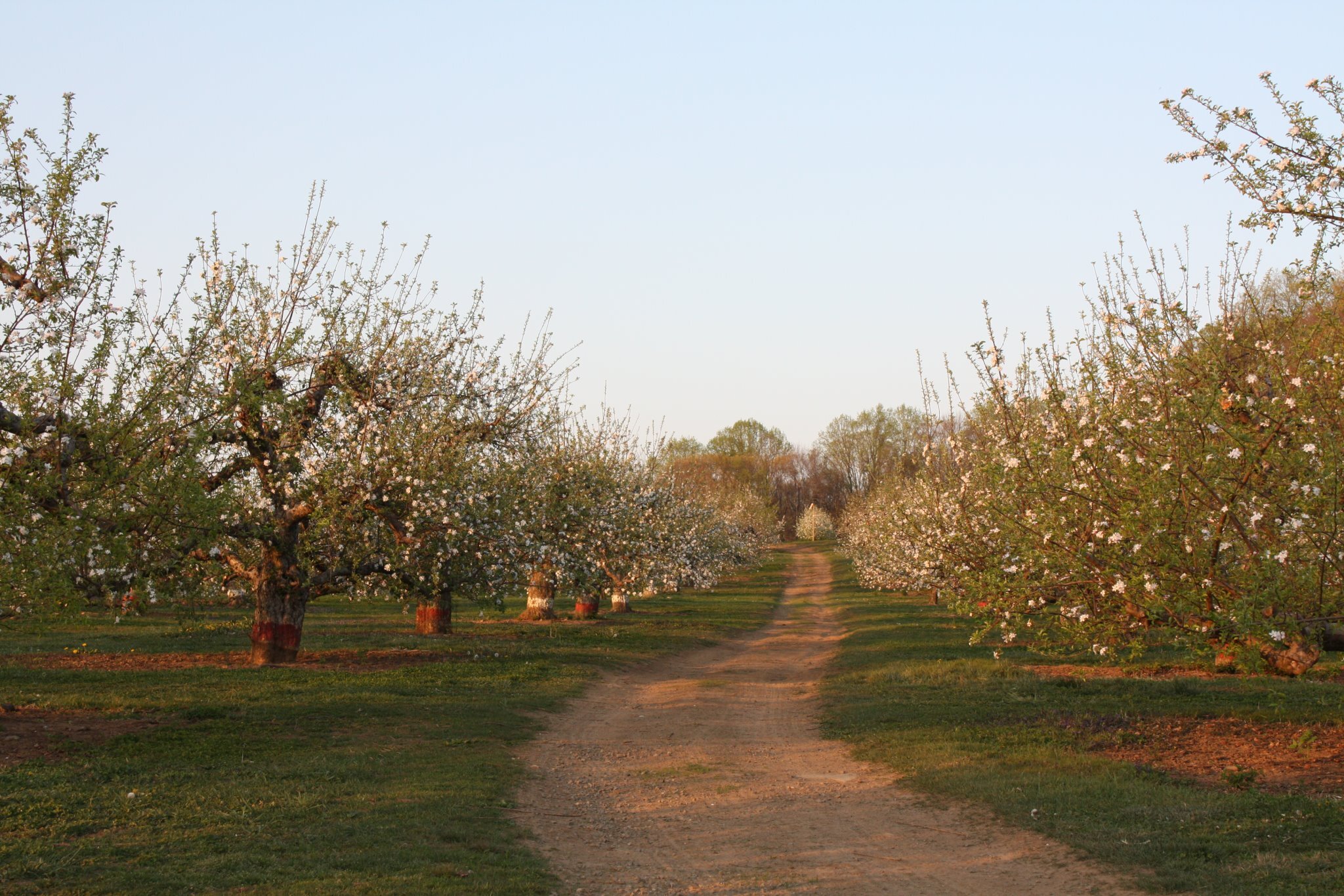 Riamede Farm