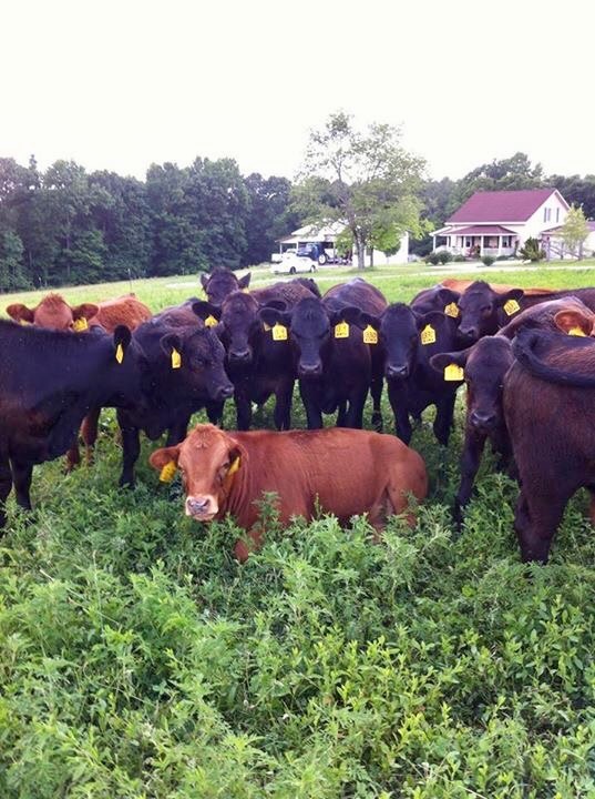 Rich Hill Farm and Hardwoods