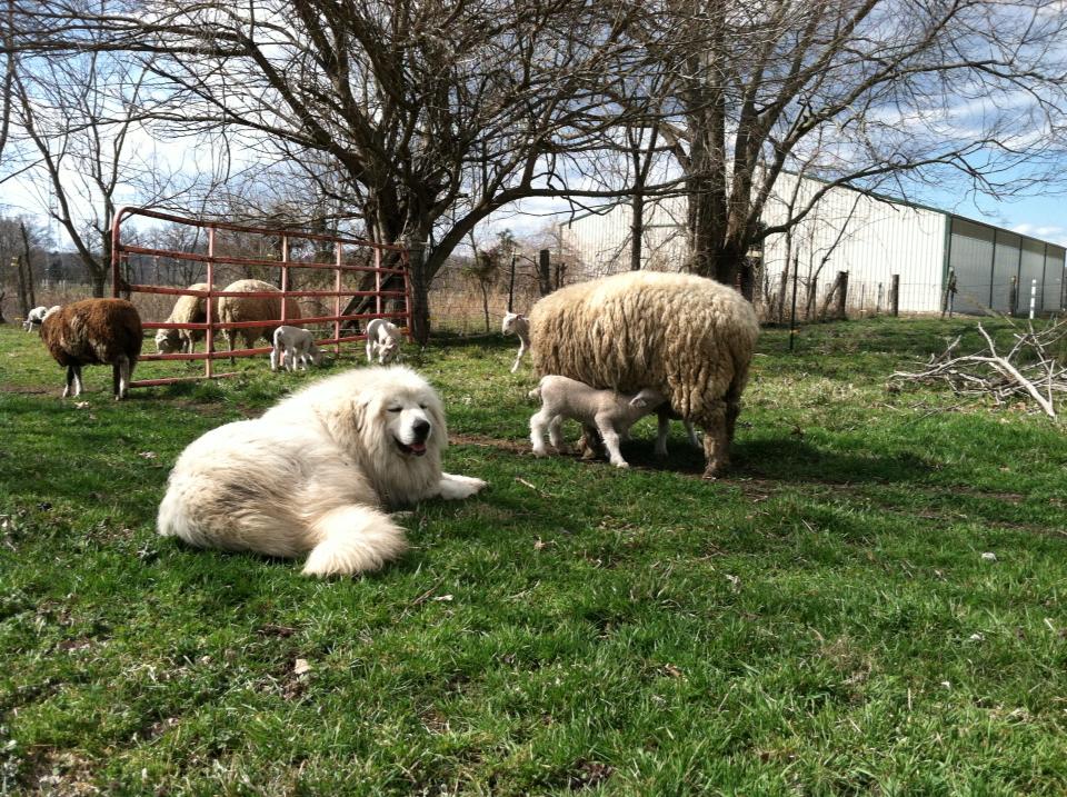 Riverview Farm Dairy Sheep