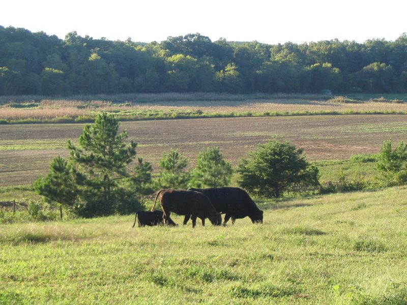 Riverview Farms