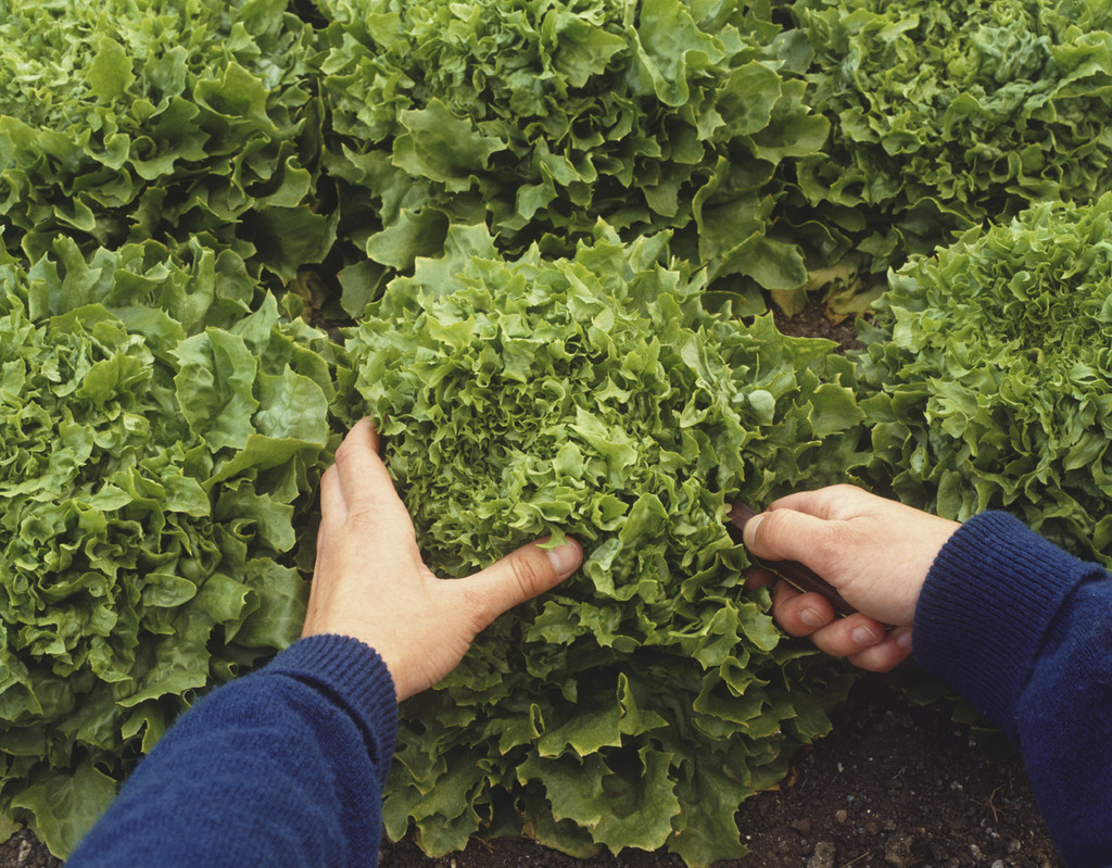 Riverwood Produce Farm LLC