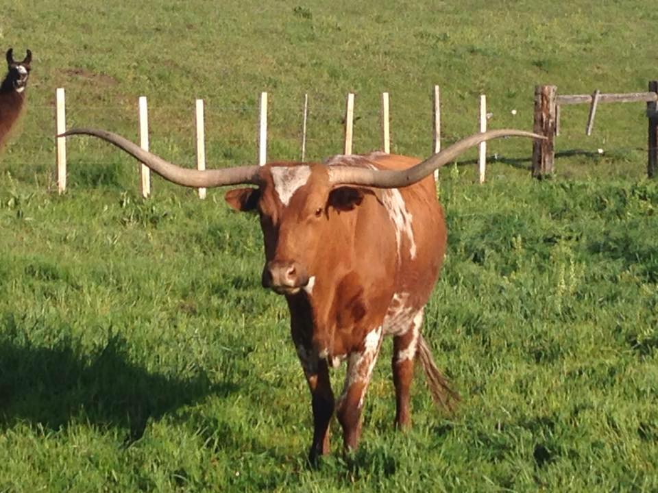 Rocking M Cattle Company