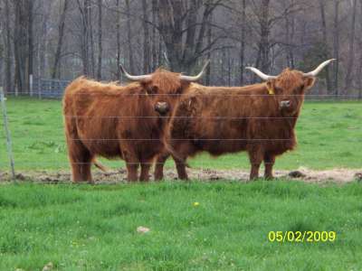 Rogers Land & Cattle