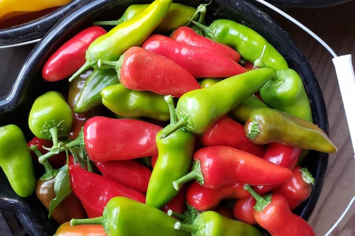 Rogue Valley Aberdeens