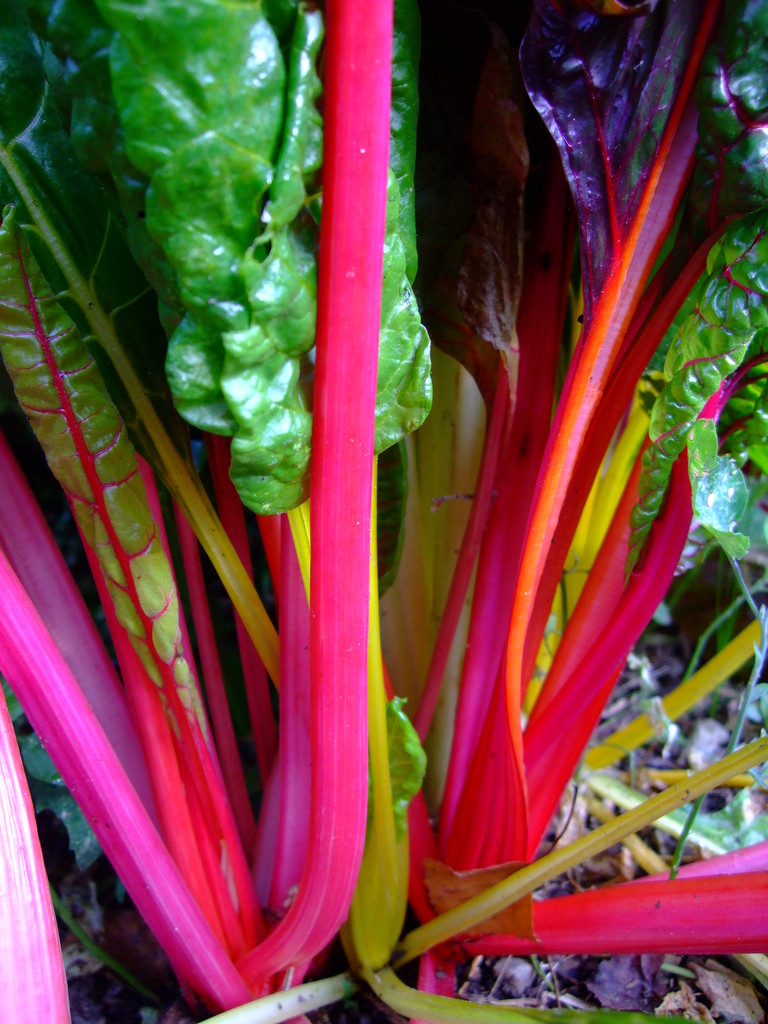 Rosasharn Farm and CSA