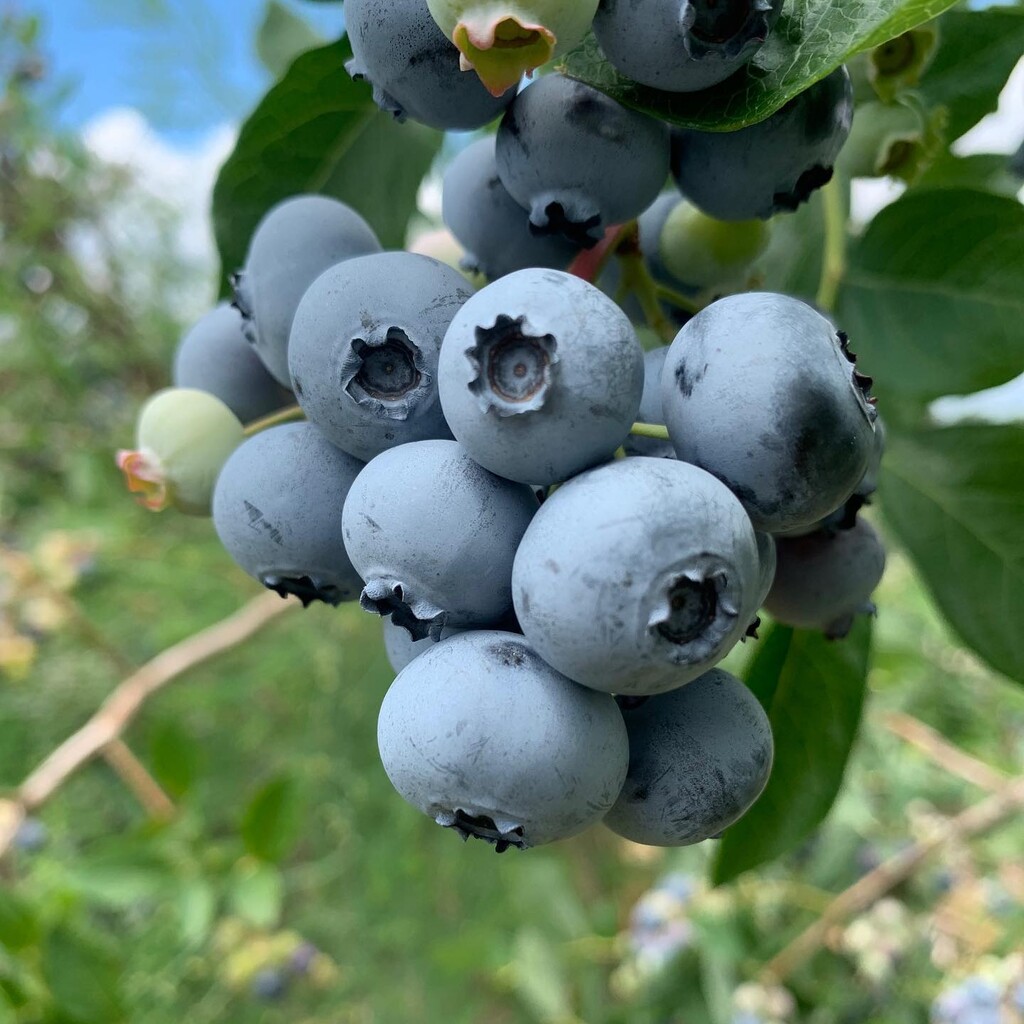 Rose's Berry Farm LLC