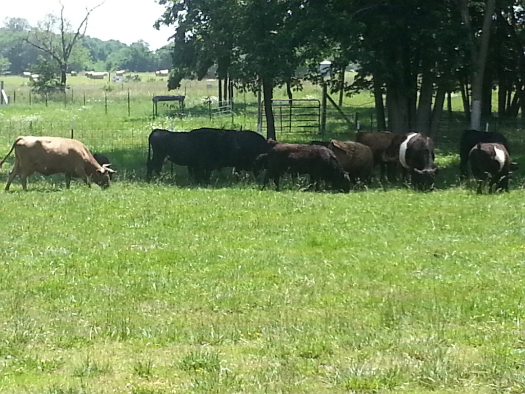 Rushing Ranch - Heritage Pasture Beef & Pork!