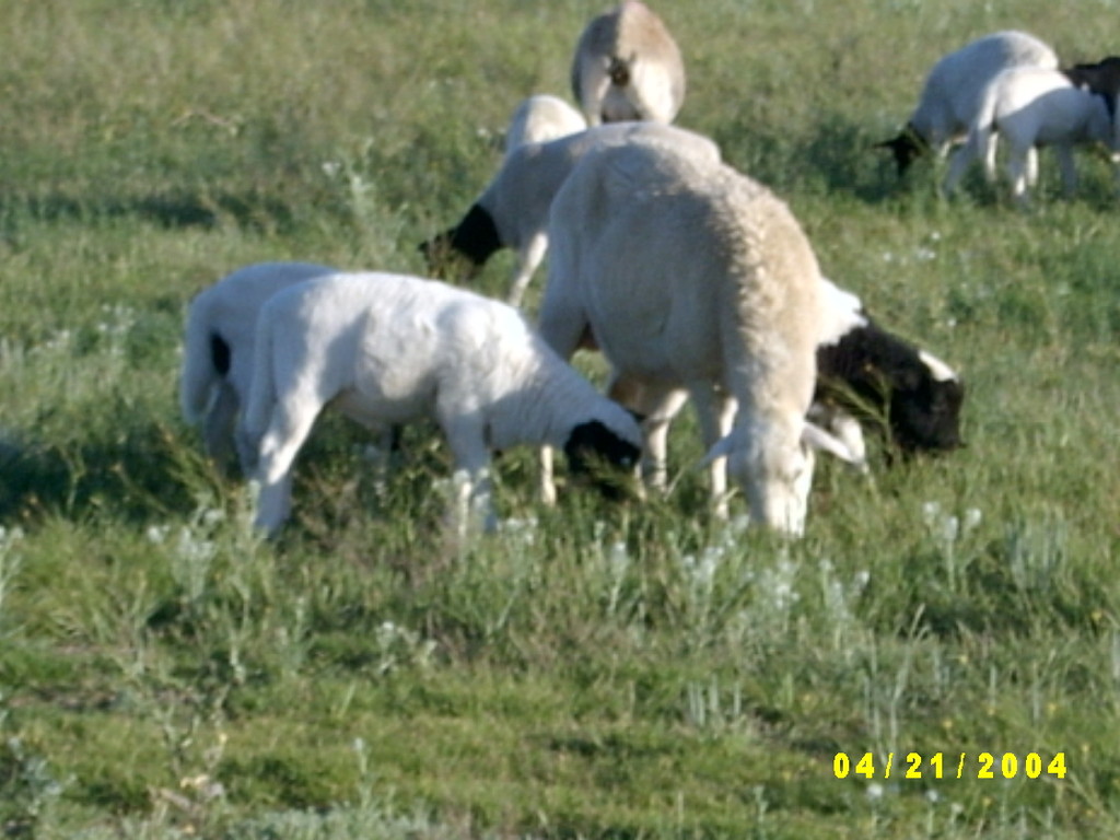 San Ysidro Farm