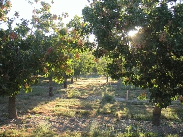 Santa Barbara Pistachio Company