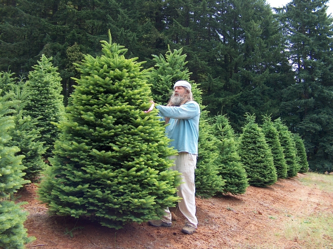 Santa & Sons Christmas Trees