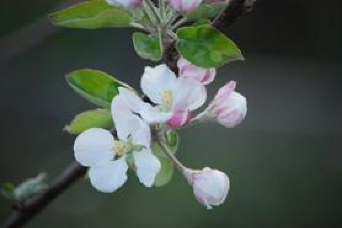 Sara's Blueberries