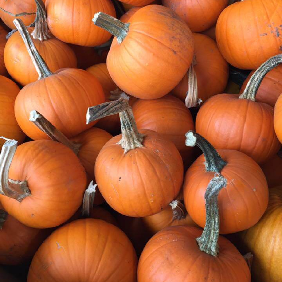 Schlechter Farms, Inc.