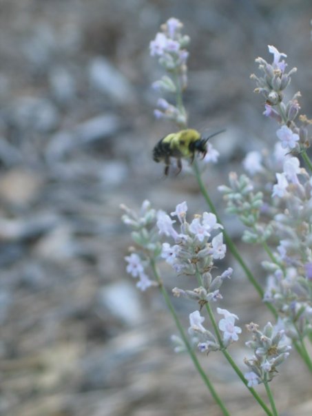 September's Herbs and Produce