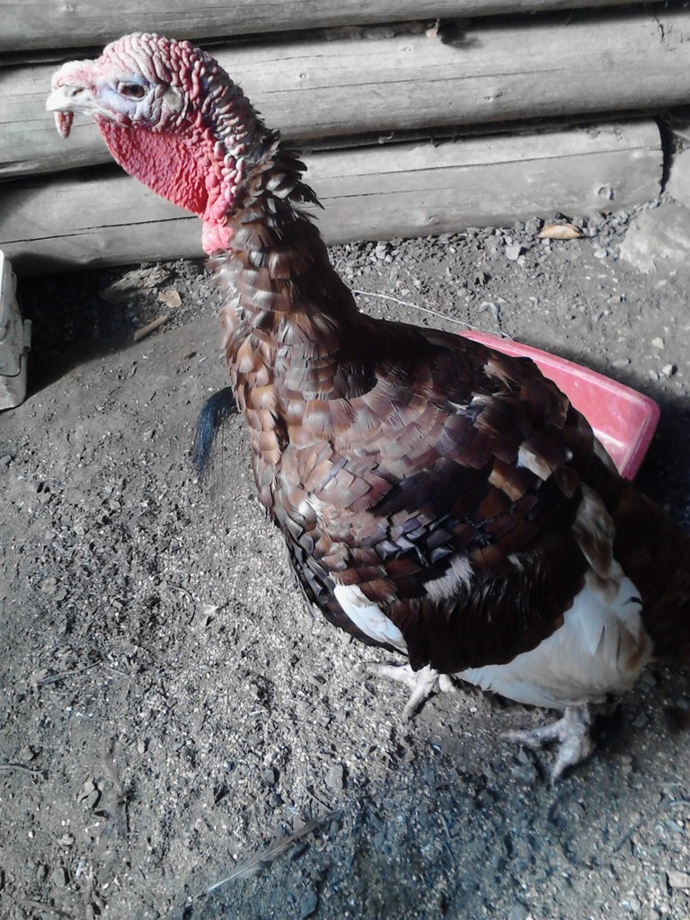 Serenity Farm Heritage Birds