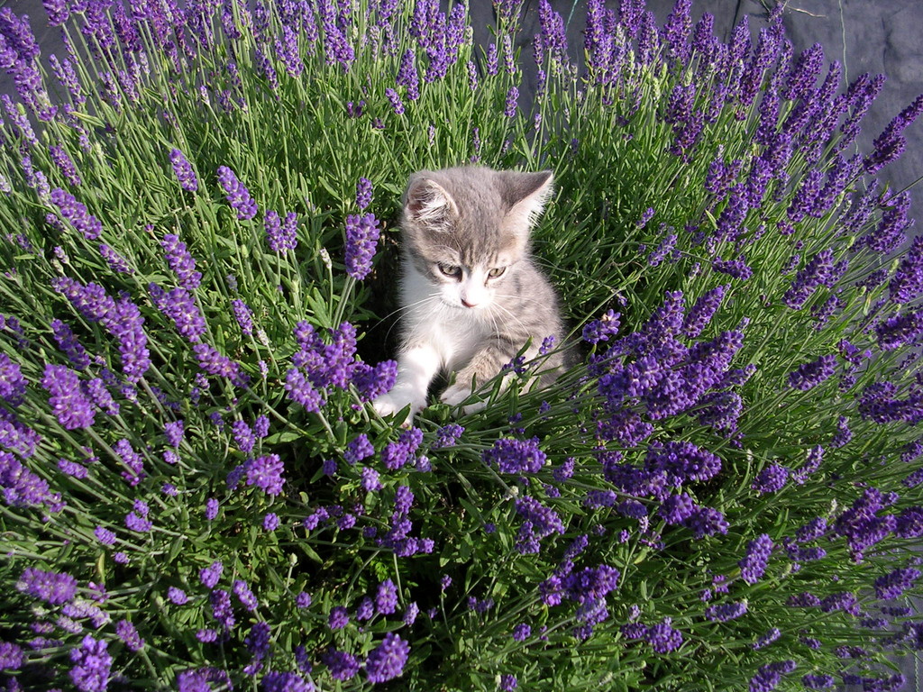 Seven Oaks Lavender Farm