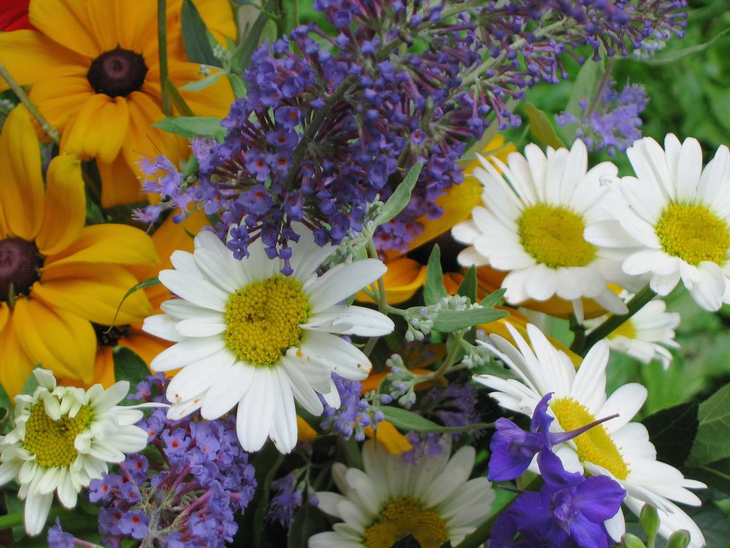 Shady Grove Gardens and Nursery