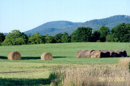Shagbark Mountain Cattle