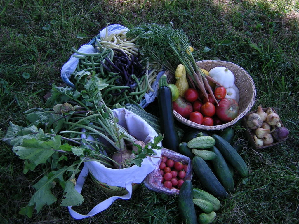 Shared Earth Farm CSA