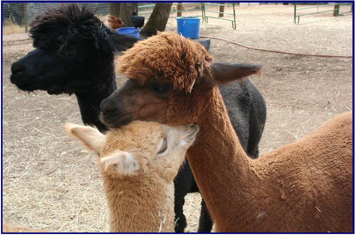 Sierra Rose Alpacas