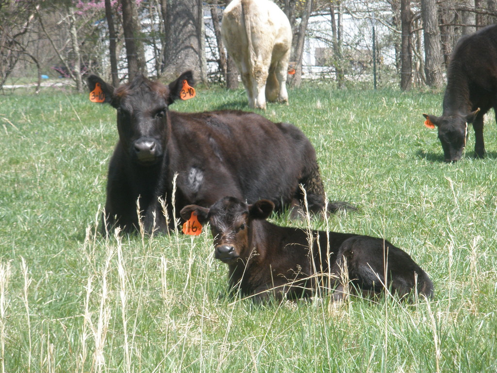 Simple Dream Farm