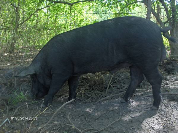 Six Oaks Farm