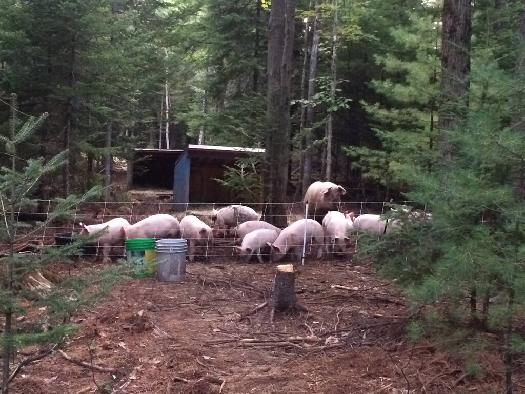 Sleepy Brook Farm