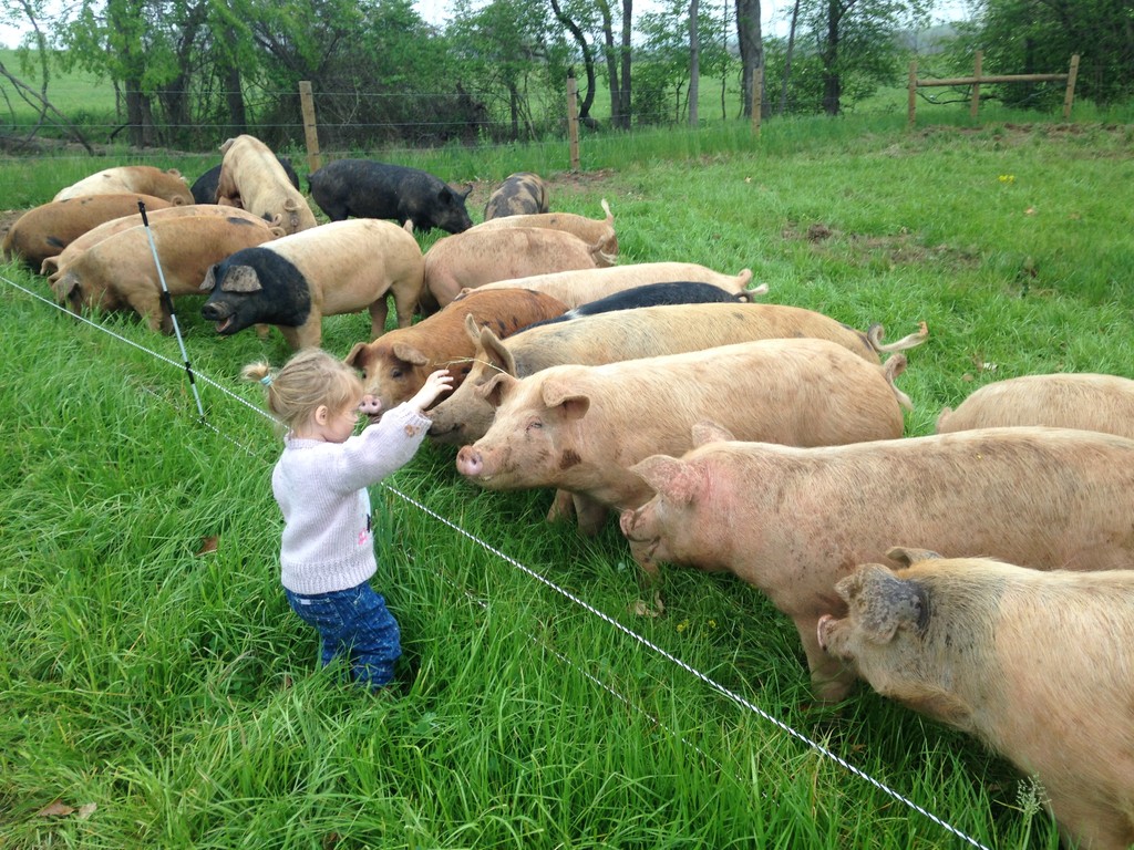 Snouts and Sprouts Farm