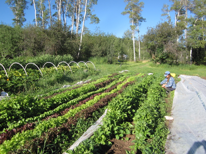Snowdrift Farms