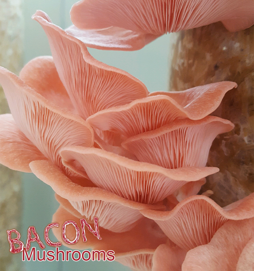 Sonoran Mushroom Company